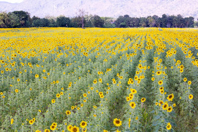 Close-up of yellow flowers blooming in field