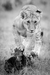 Mono lion cub stands on log staring