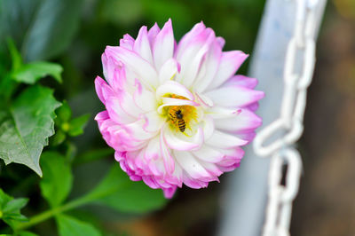 Close-up of pink flower
