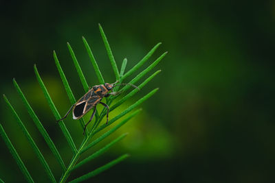 Chinch bug on small or pattern green leaf wiht nature background.