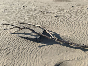 High angle view of driftwood on sand at beach