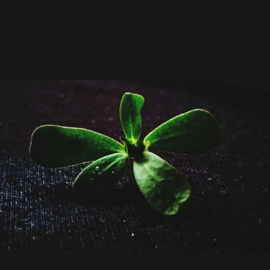 green, leaf, plant part, macro photography, black background, petal, freshness, nature, studio shot, close-up, plant, no people, flower, indoors, food and drink, food, darkness, dark, yellow, copy space, beauty in nature, healthy eating, herb, wellbeing, still life