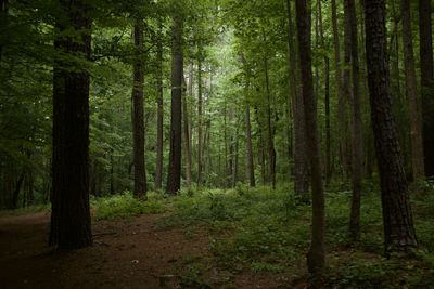 Pine trees in forest