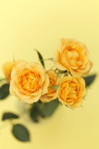 Close-up of roses over white background