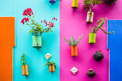 Potted plants on colorful wall