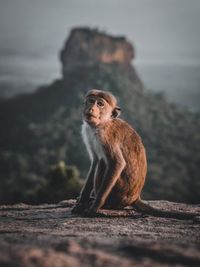 Monkey sitting on rock