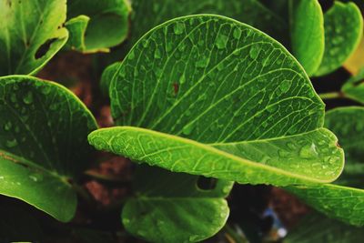 A beautiful texture and details of wet leaves.