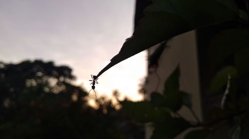 Close-up of silhouette plant against sky during sunset