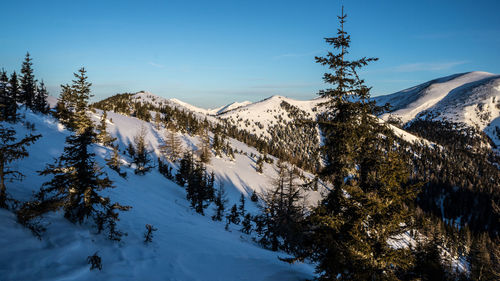 Pine trees on snow covered landscape against sky