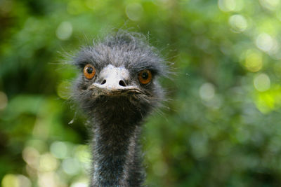 Close-up portrait of ostrich