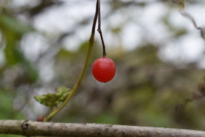 Close-up of red berries on plant