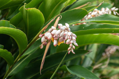 Close-up of flowering plant