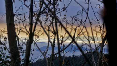 High section of bare tree against dramatic sky