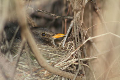 Close-up of bird in nest