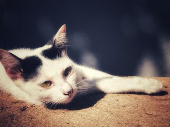 Close-up of a cat looking away