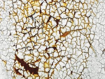 Full frame shot of dry leaf