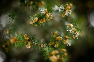 Close-up of flowering plant