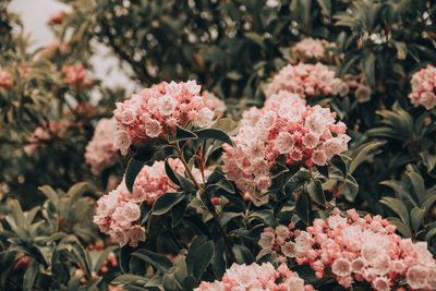 Close-up of pink flowering plants