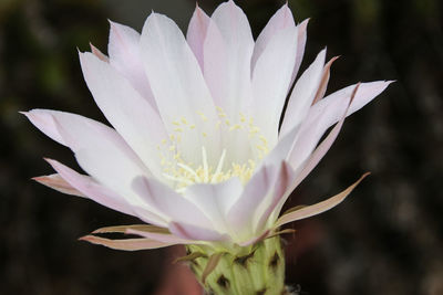 Close-up of white flower