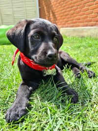 Portrait of dog on field