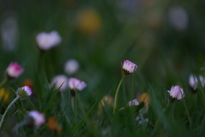 Close-up of pink crocus flowers on field