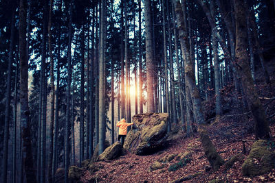 Close-up of trees in forest against sky