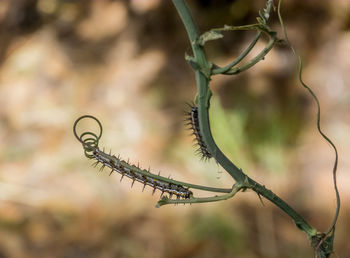 Close-up of barbed wire