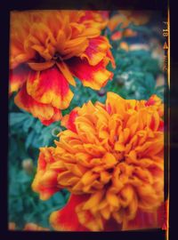 Close-up of yellow flowers