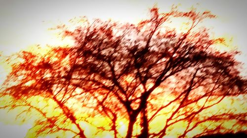 Close-up of tree against sky during sunset