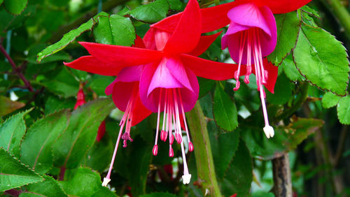 Close-up of pink flowering plant
