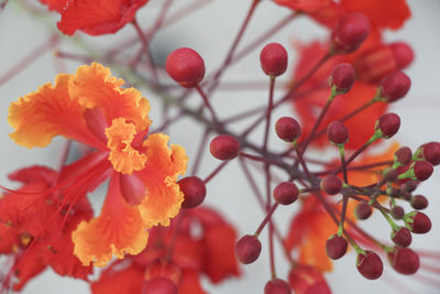 Close-up of red flowers