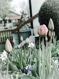 Close-up of flowers blooming outdoors