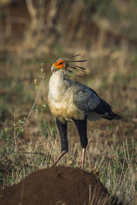 Close-up of bird perching on a field