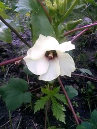 Close-up of white flowering plant