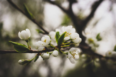 Close-up of white apple blossoms in spring