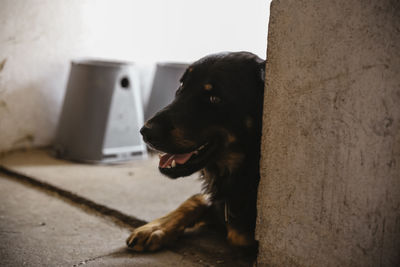 Close-up of a dog looking away
