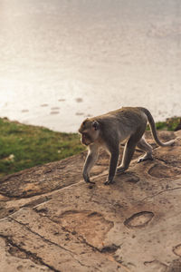 Side view of a monkey on field