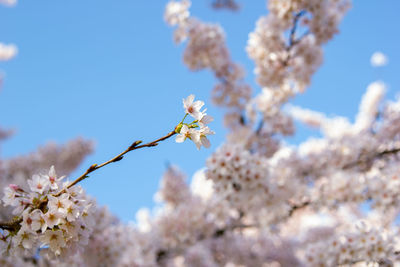 Low angle view of cherry blossoms against sky