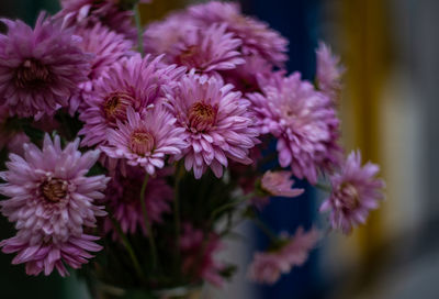 Close-up of pink flowering plants