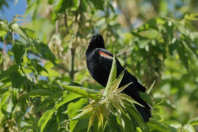 Close-up of bird perching on plant