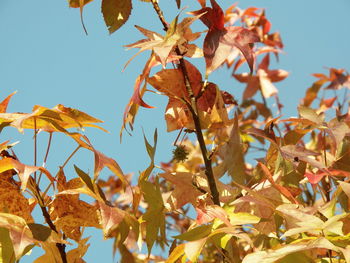 Low angle view of autumnal leaves against clear sky