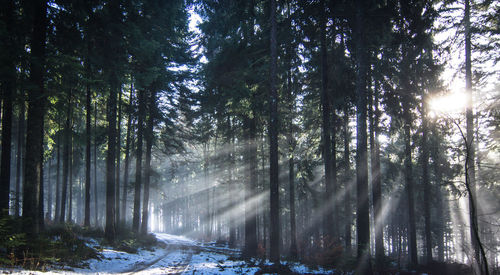 Sunlight streaming through trees in forest