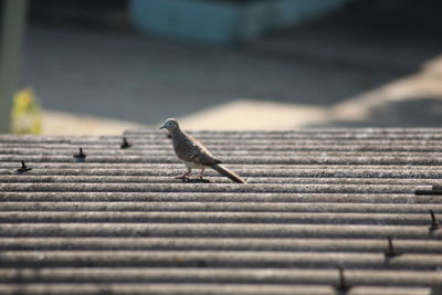 Close-up of bird perching on wood