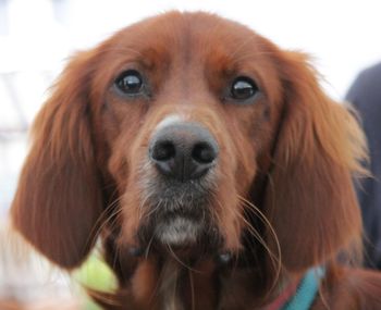 Close-up portrait of dog