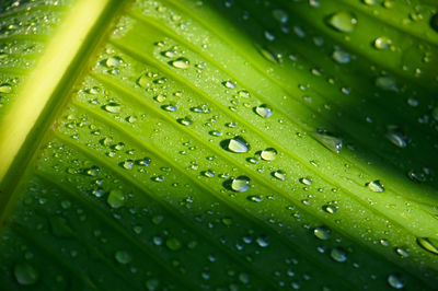 Full frame shot of wet leaves