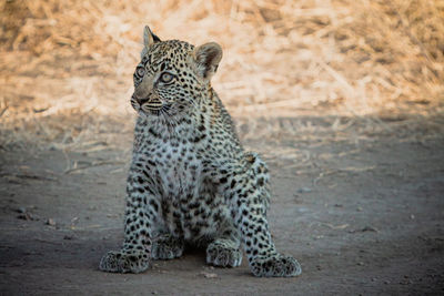 Close-up of leopard sitting on land