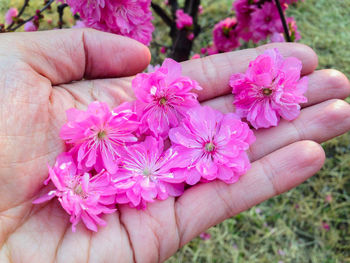 Close-up of hand holding pink flowers