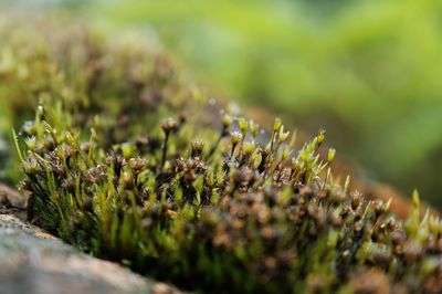 Close-up of plants growing on field