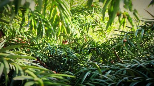 Plants growing on a tree