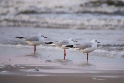 Seagulls on beach